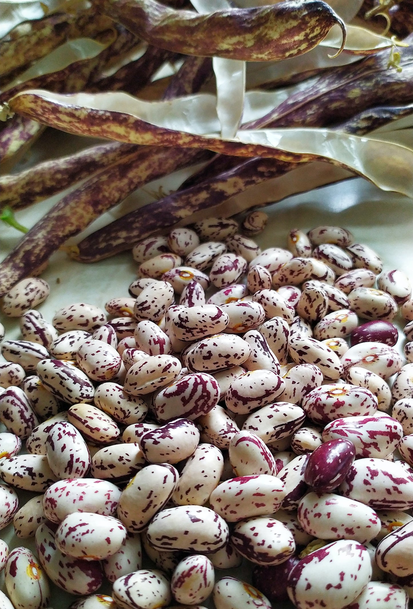 Exploring the Richness of Italian Borlotti Beans: A True Culinary Delight
